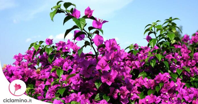 bouganvillea