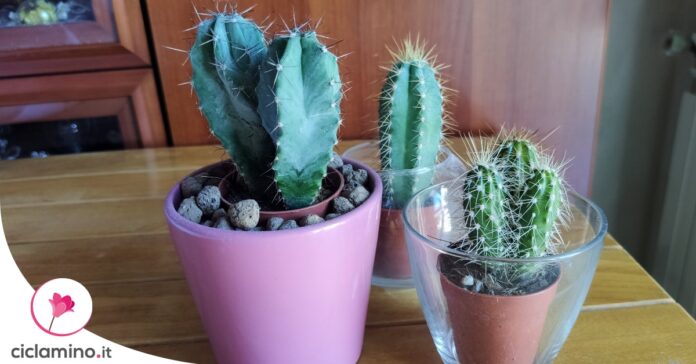 cactus