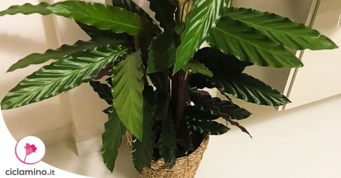 calathea