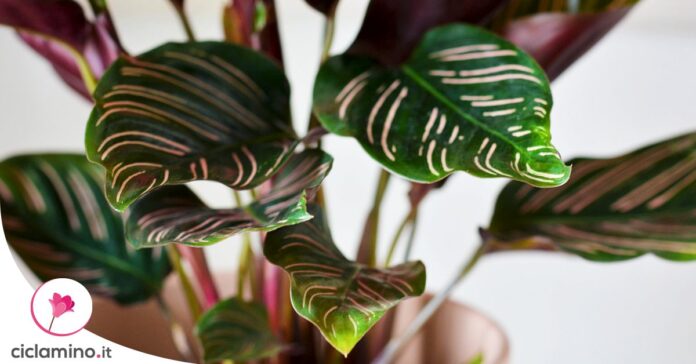 calathea-foglie-arricciate