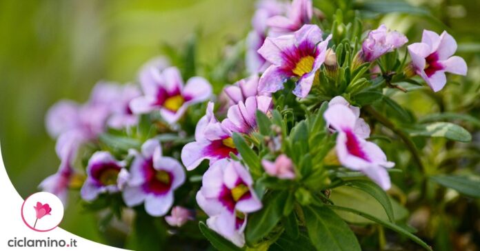 calibrachoa