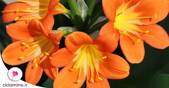 clivia