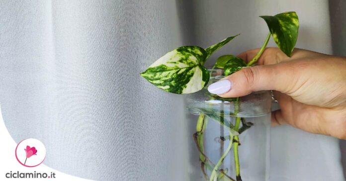 coltivare-pothos-in-acqua