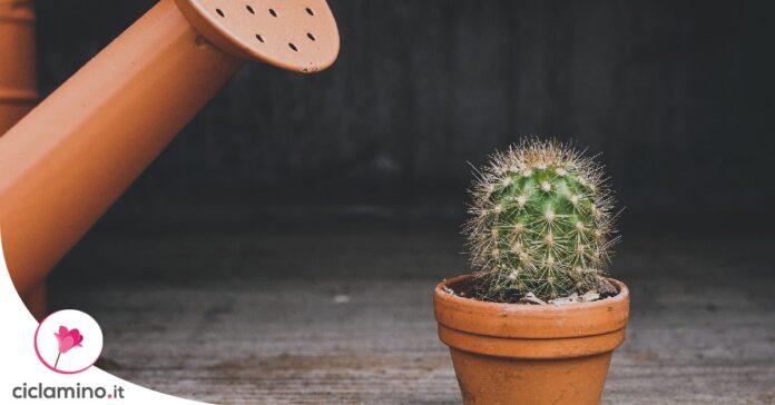 come-innaffiare-cactus