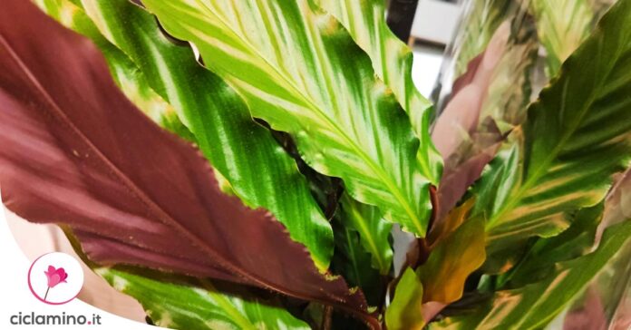come-innaffiare-calathea