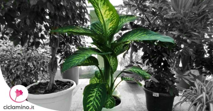 come-innaffiare-dieffenbachia