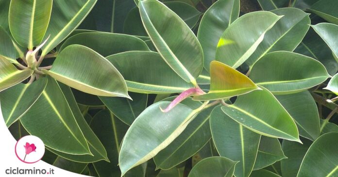 come-moltiplicare-ficus-elastica