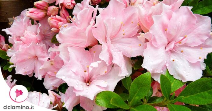 come-potare-azalea