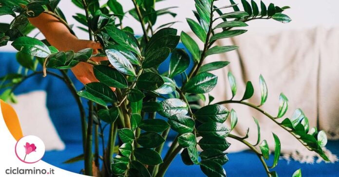 come-rinvasare-zamioculcas