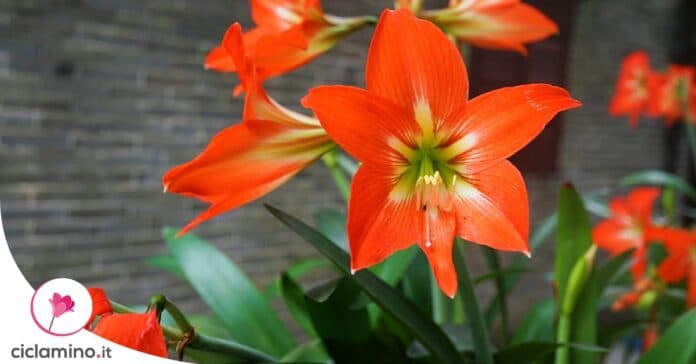 conservare-bulbi-amaryllis