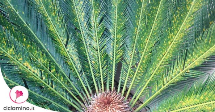 cycas-foglie-gialle