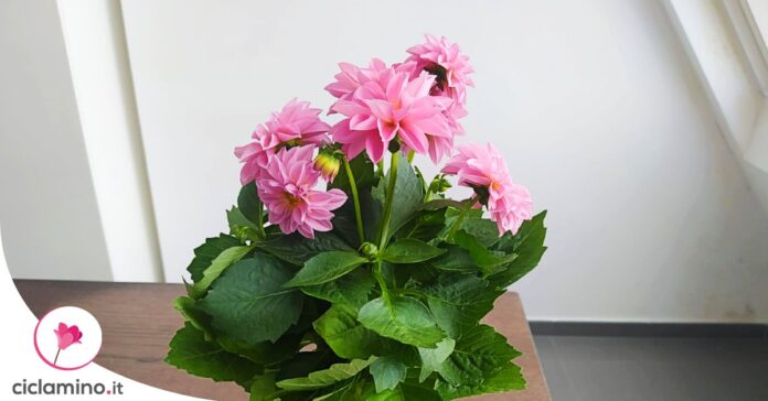 dalia