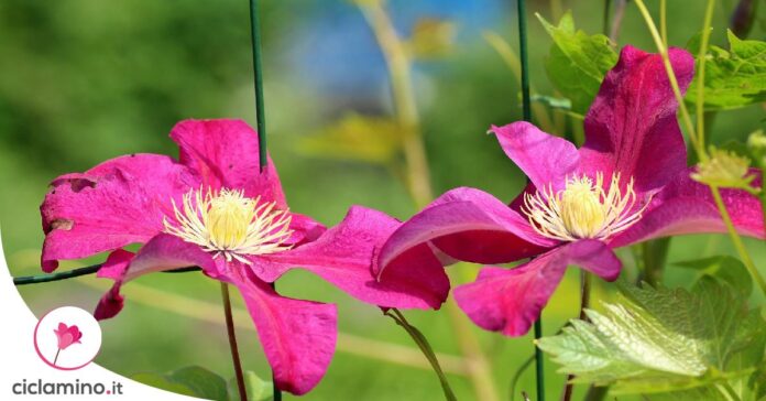 far-arrampicare-clematis