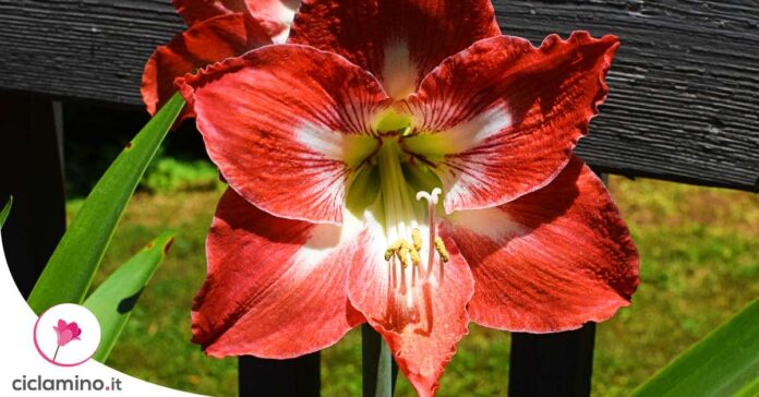 far-fiorire-amaryllis