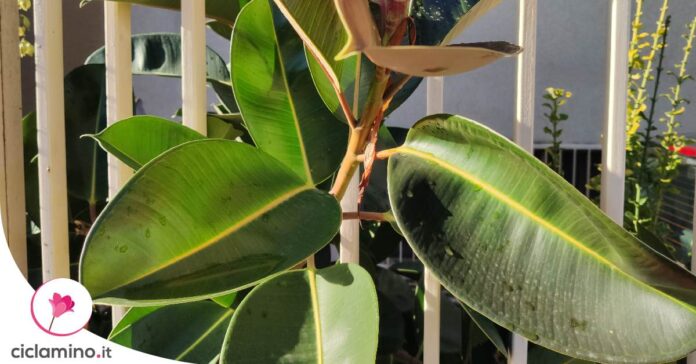 ficus-elastica-perde-foglie