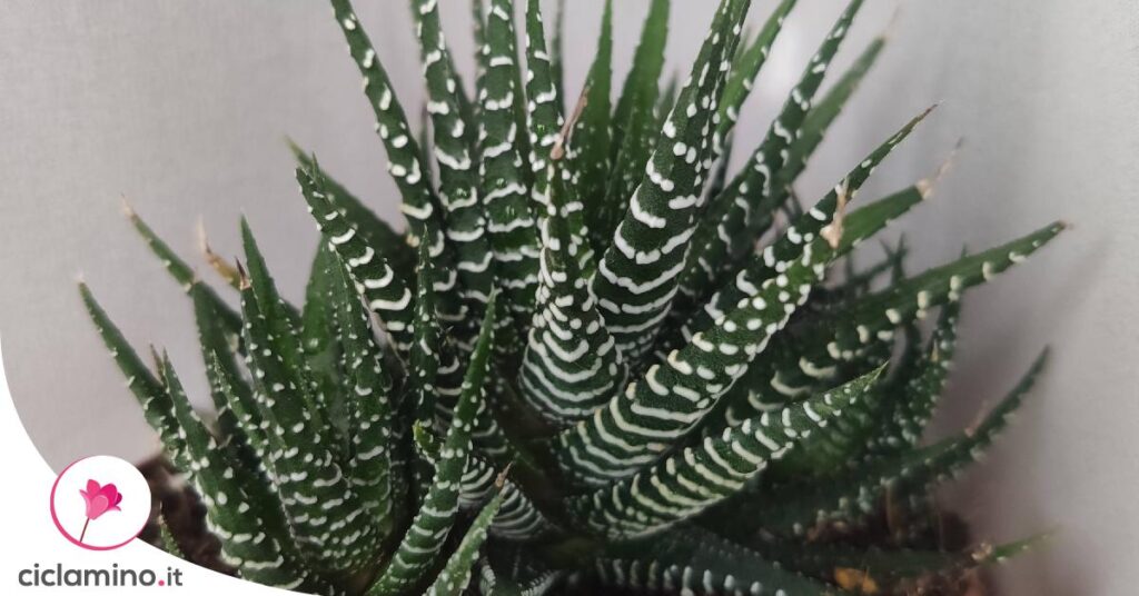 haworthia