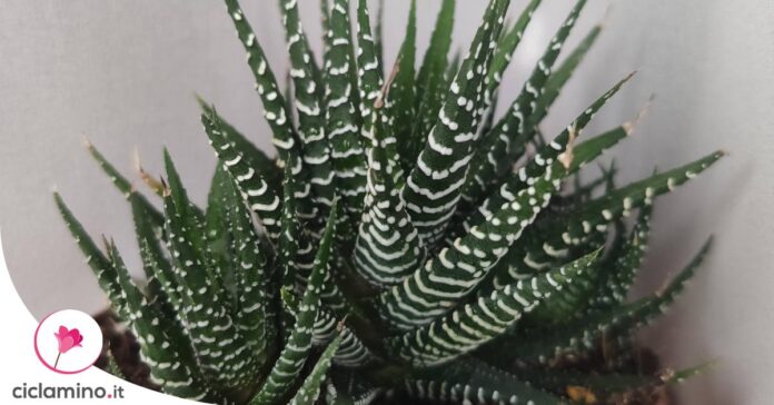 haworthia