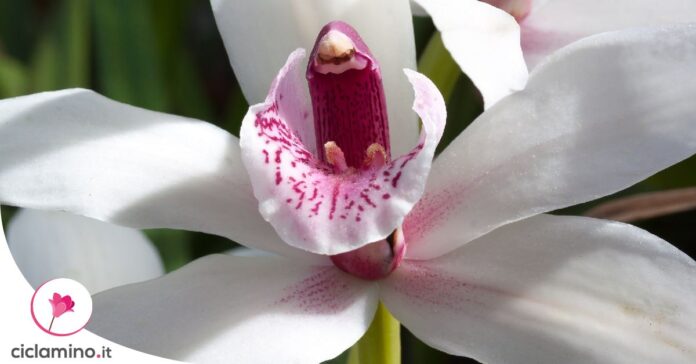 innaffiare-cymbidium