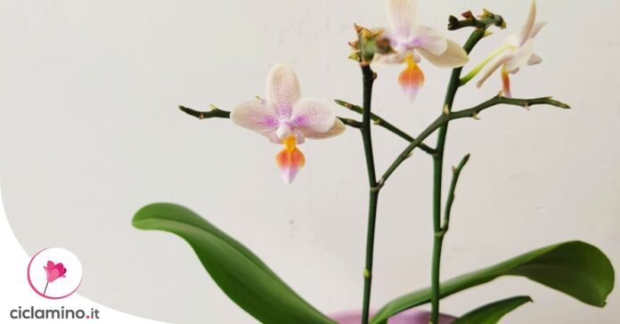 keiki-orchidea