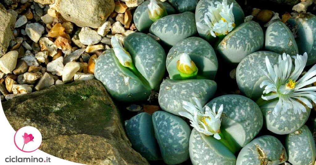 lithops