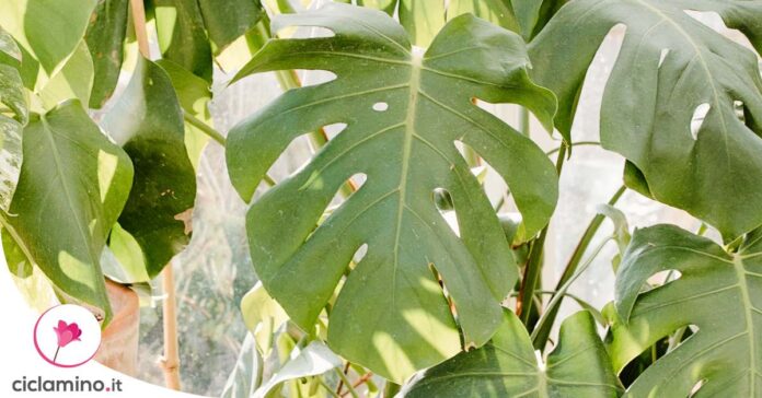 maranta-marciume