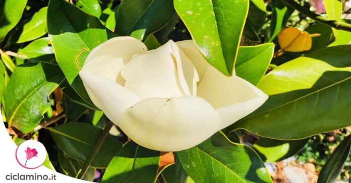 moltiplicare-magnolia