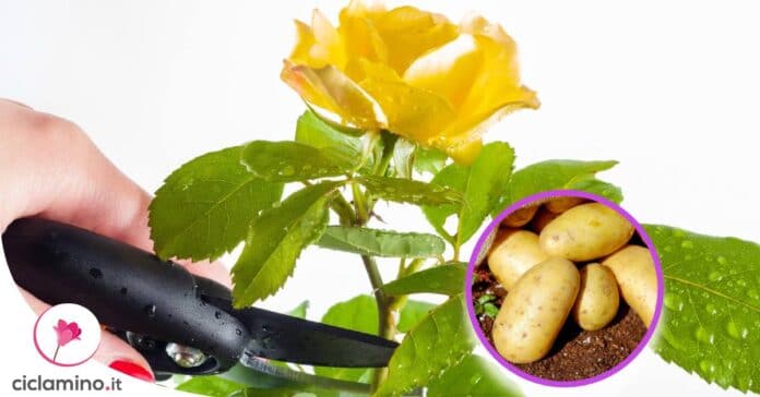 moltiplicare-rosa-patata