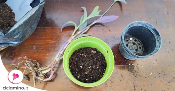 moltiplicare-tradescantia
