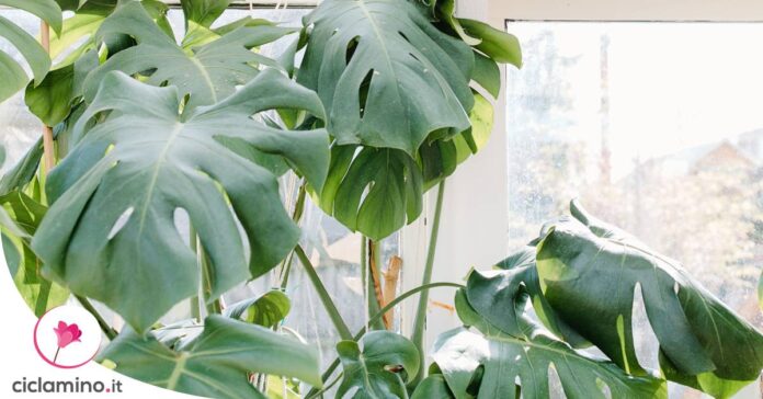 monstera-foglie-cadenti