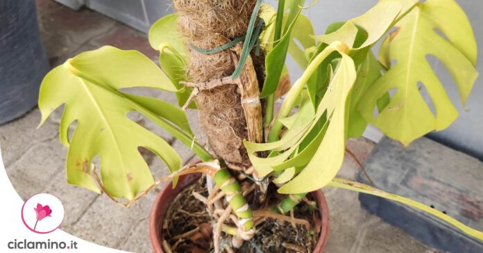monstera-foglie-gialle