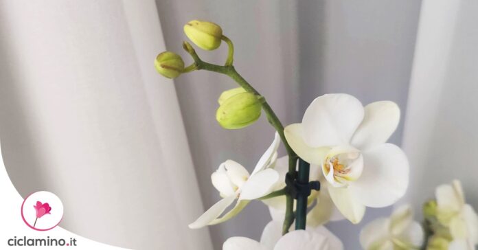 perche-boccioli-orchidea-cadono