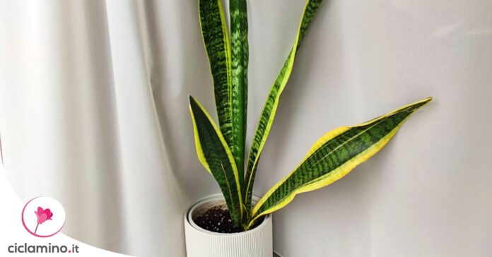 perche-sansevieria-non-cresce