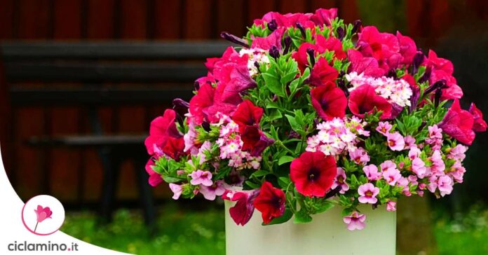 piante-vaso-balcone