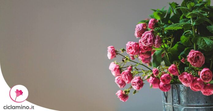 rose-in-vaso