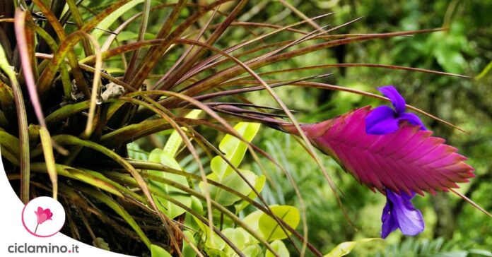 tillandsia-fiore-scolorito