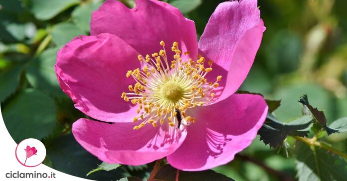 anemone