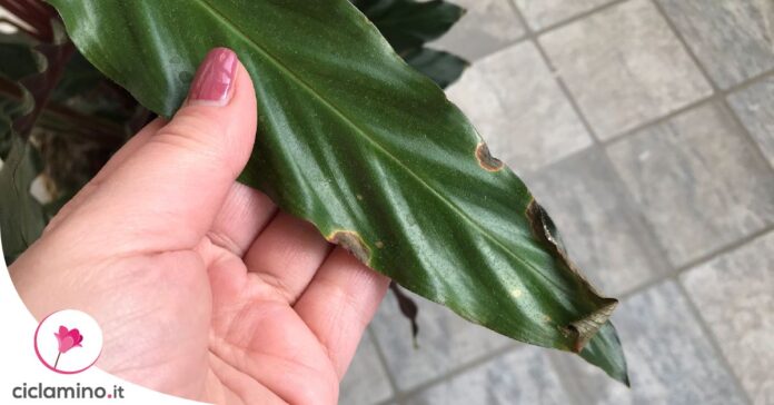 calathea-punte-secche