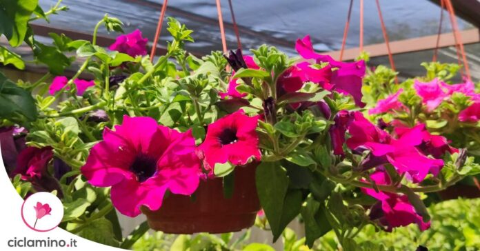 calibrachoa-petunia-nana