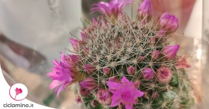 come-far-fiorire-cactus