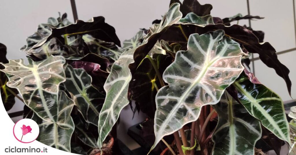 come-innaffiare-alocasia