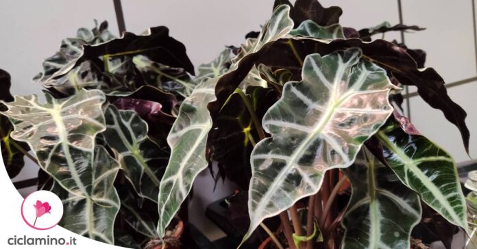 come-innaffiare-alocasia