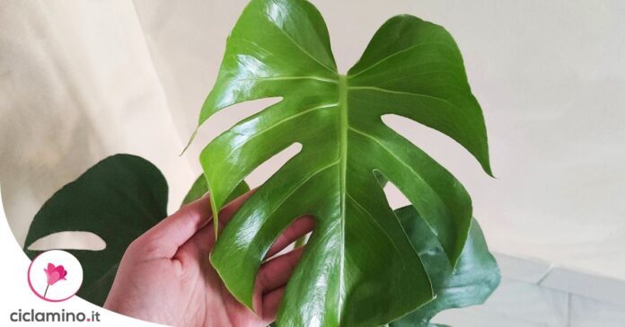 come-innaffiare-monstera