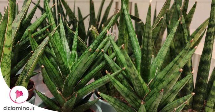come-innaffiare-sansevieria-cylindrica