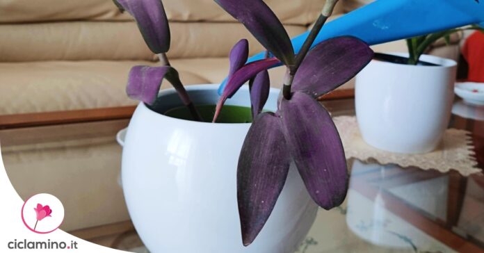 come-innaffiare-tradescantia