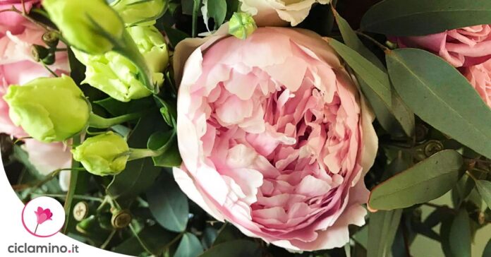 come-moltiplicare-peonia