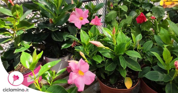 come-potare-dipladenia