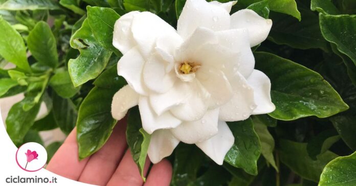come-potare-gardenia