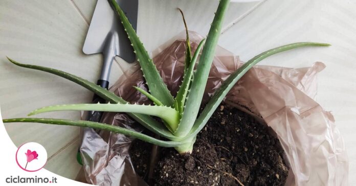 come-rinvasare-aloe
