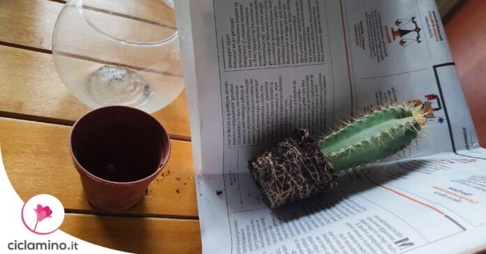 come-rinvasare-cactus