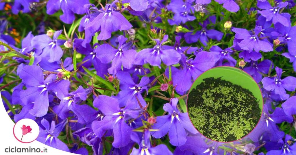 come-seminare-lobelia